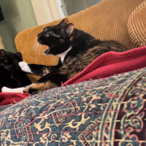 cats! - Picture 13 of 16